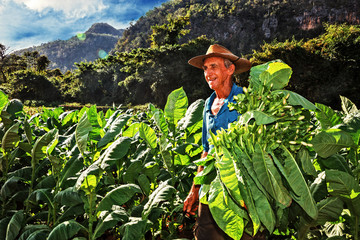 Cuba, Viñales, Farmer Harvesting Tobacco - obrazy, fototapety, plakaty