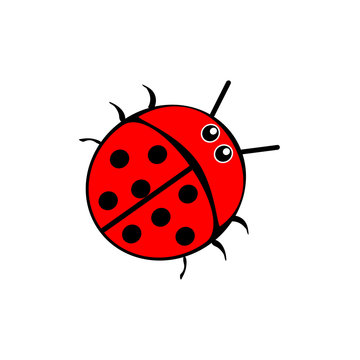 Beetle ladybug red