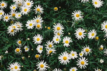 White cutter flower