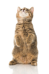 K&auml;tzchen macht M&auml;nnchen