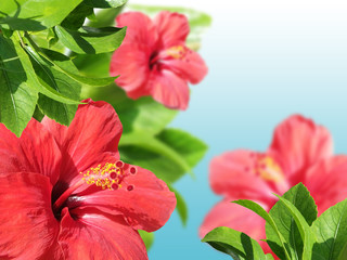 Hibiscus flower. Isolated  © Ann-Mary