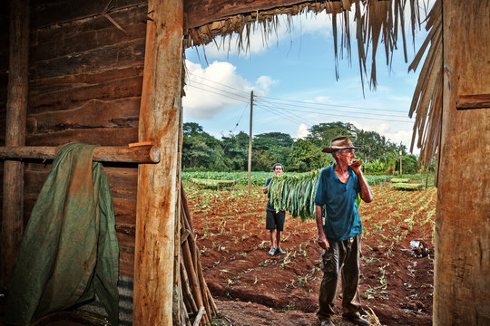 Cuba, Vi&ntilde;ales, Farmer Harvesting Tobacco