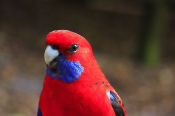 Rainbow lorikeet in the wildlife, NSW, Australia
