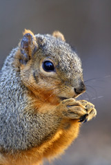 Eastern Gray Squirrel (Sciurus carolinensis)