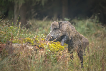 Wild boar foraging