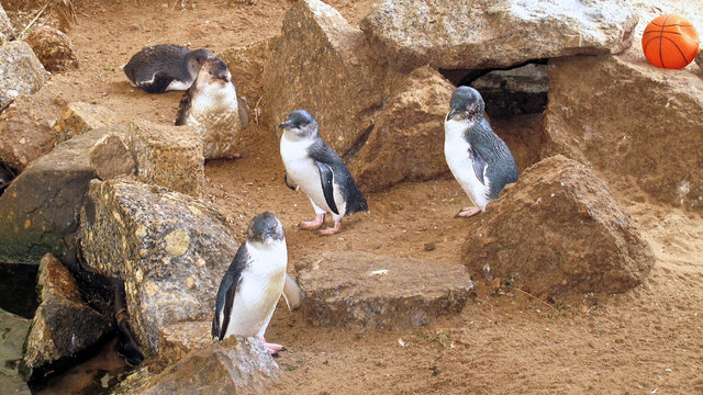 Little Blue Penguins, Eudyptula minor in captivity 
