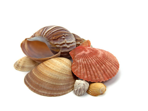 Muscheln und Meeresschnecken
