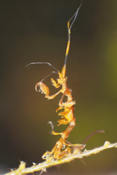 Skeleton Shrimp