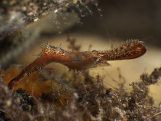 Obraz na płótnie Canvas Long nose shrimp