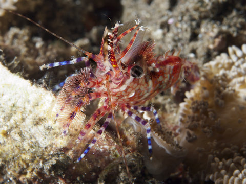 Marbled shrimp
