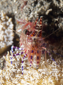 Marbled shrimp