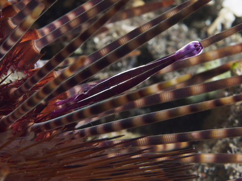 Purple Urchin Shrimp