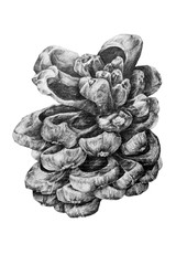 Black and white drawing of pine cone