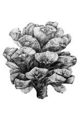 Fototapeta na wymiar Black and white drawing of pine cone