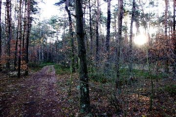 path in the forest during early spring