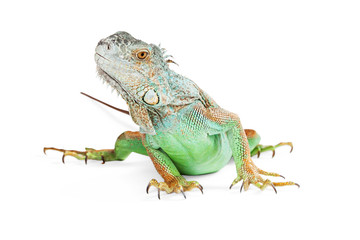 Cute Iguana on White Looking Up