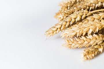 Golden ripe wheat on white background