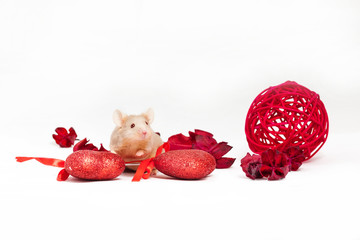 Cute tiny golden mouse sits amid dry red flowers and shiny decorative hearts. Saint Valentine's day.