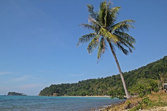 coconut tree,at Koh Chang 