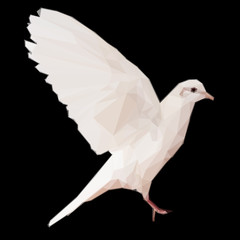 White dove on black
