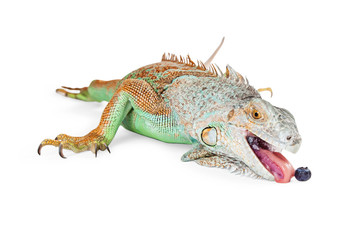 Iguana Lizard Eating Blueberry