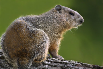 Naklejka na ściany i meble Woodchuck or Groundhog (Marmota monax)