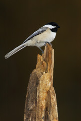 Black capped Chickadee (Parus atricapillus)