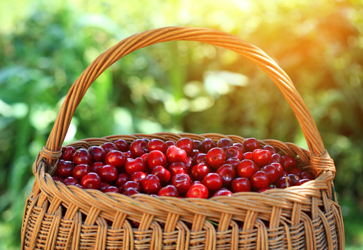 Some beautiful sweet cherry fruit in basket