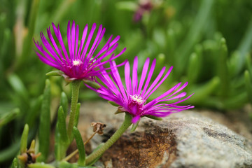 Fioletowe kwiaty w skalnym ogródku © irena iris szewczyk