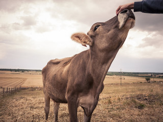 Hand stroking a cow