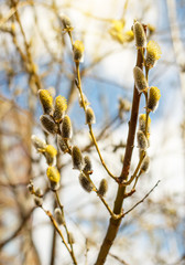 Pussy Willow Catkins
