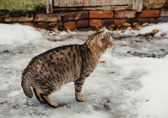 Grey cat outdoors in winter