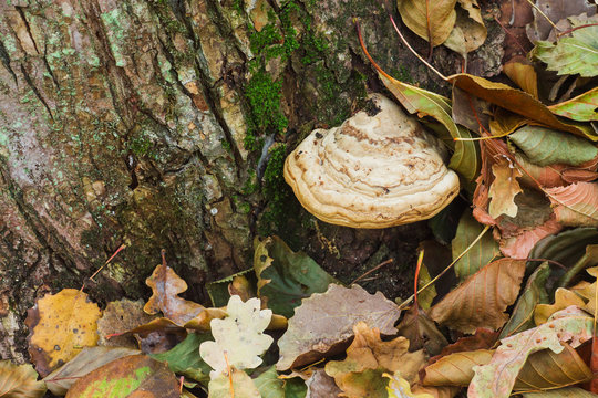 mushroom growing on tree in  forest. Fomes fomentarius