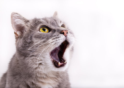 The head of the gray cat looking up, mewing and having widely op