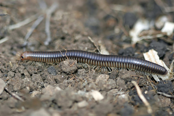 millipedes millipede crawling on the stalk of grass