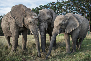 Fototapeta na wymiar Trio of elephants
