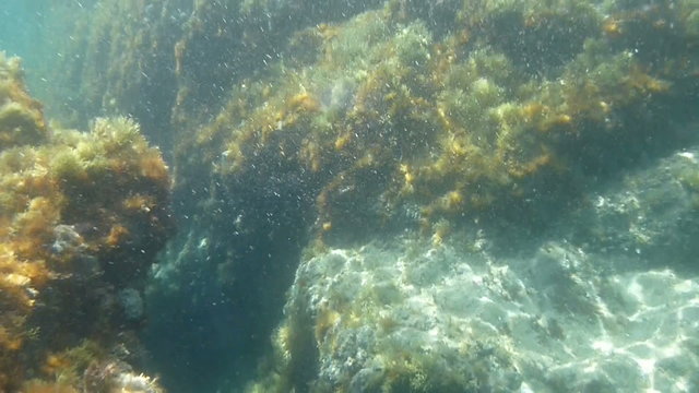 Swimming through an underwater canyon in the Spanish Mediterranean