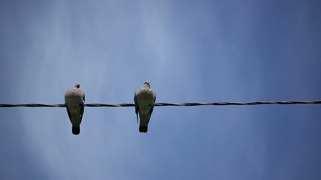 Two woodpigeon sit on electric wire against the bright blue sky.