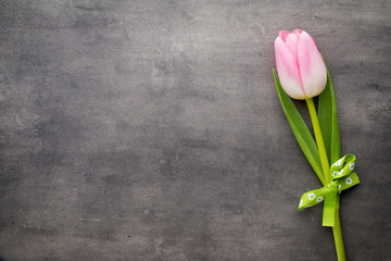 Tulip on the grey  background.