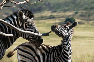 Zebra and foal in a game reserve in South Africa