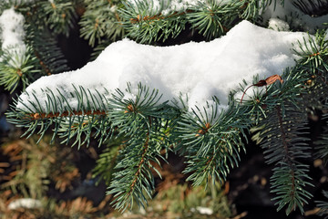 Branch of blue spruce in snow
