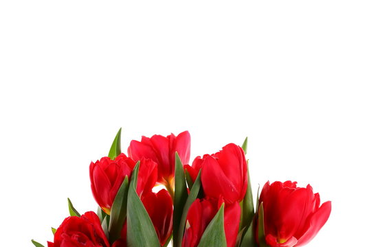 Tulipany