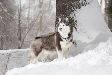 Fototapeta na wymiar Dog in the hunt. Winter.