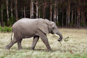 Elephant with branch