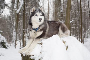 Important dog in the winter forest. husky
