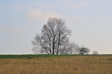 Baum auf Hügel