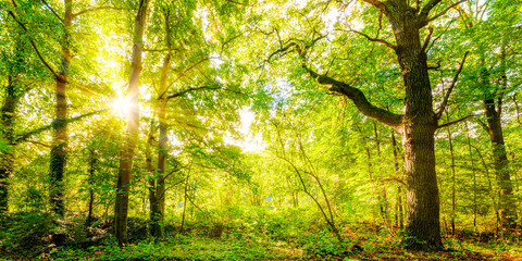 Fototapeta na wymiar Lichtung im Wald mit Sonnenstrahlen