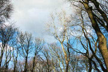 Bare branches