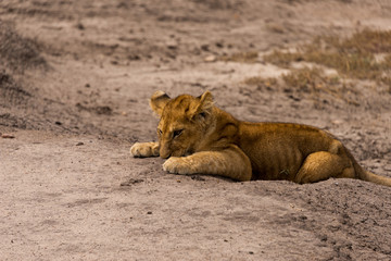 Obraz na płótnie Canvas lion cub in serengeti national park, tanzania