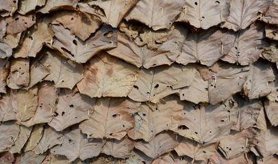 Wall dry leaves.